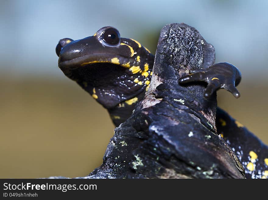 Fire salamander