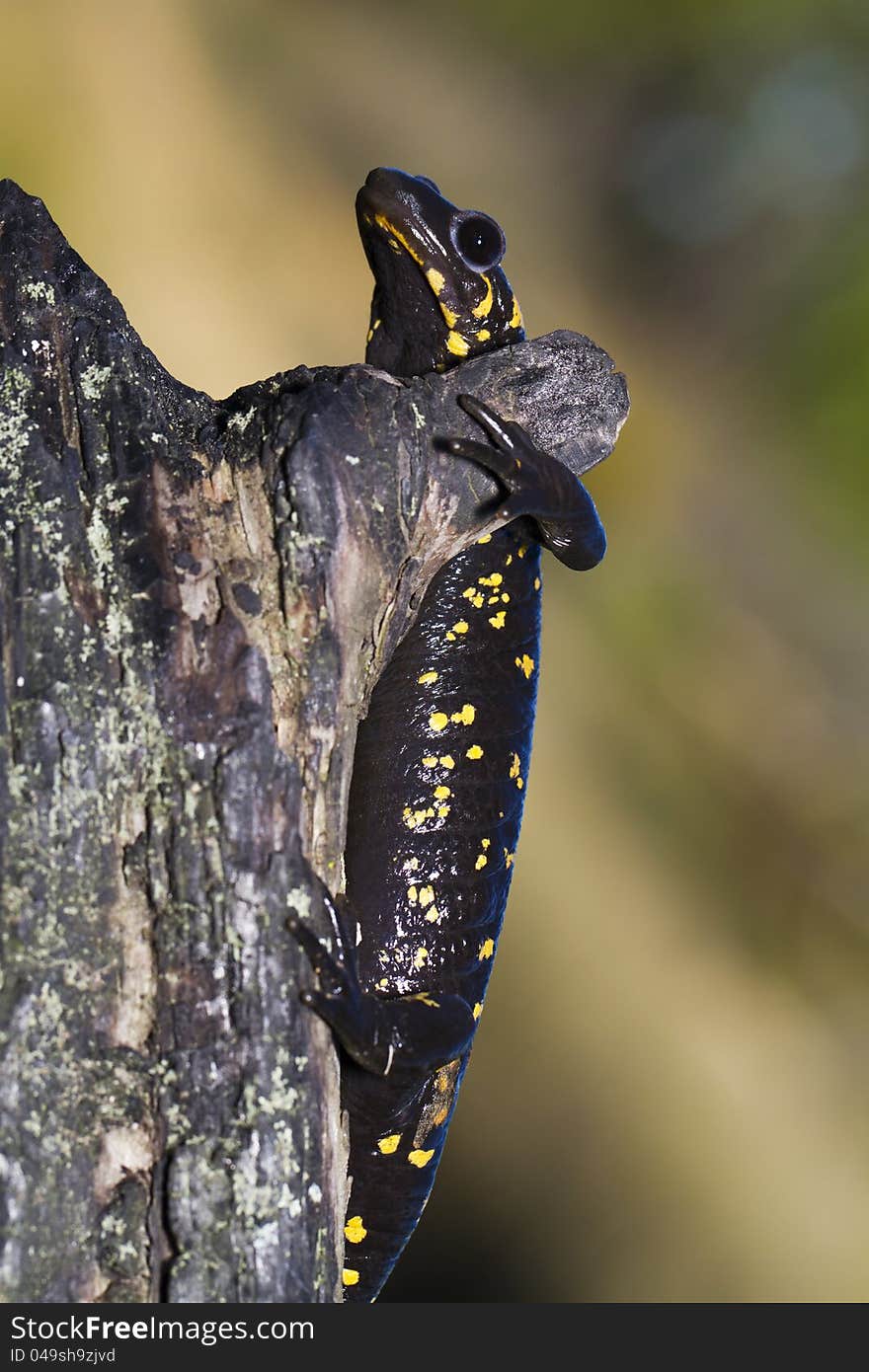 Fire salamander