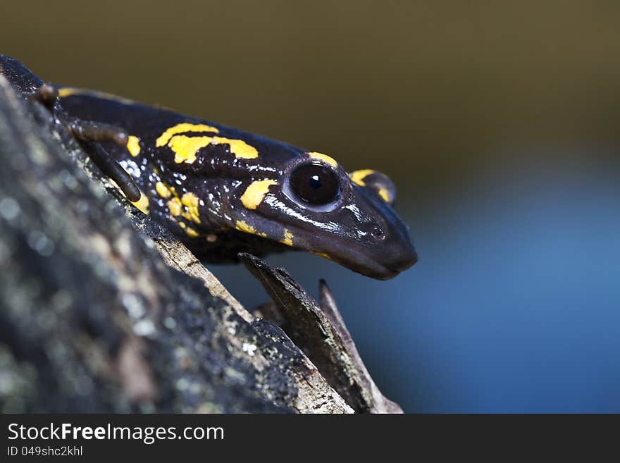 Fire salamander