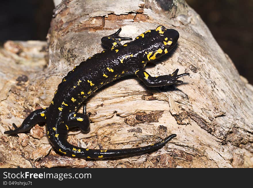 Fire salamander