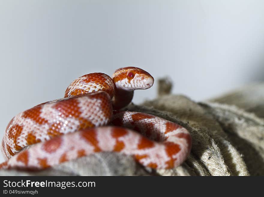 Close view of a beautiful red corn snake.