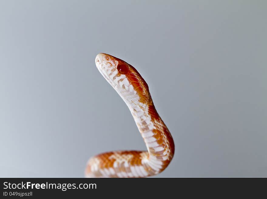 Close view of a beautiful red corn snake.