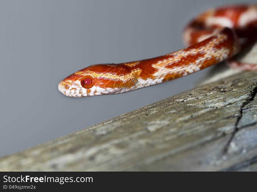 Close view of a beautiful red corn snake.