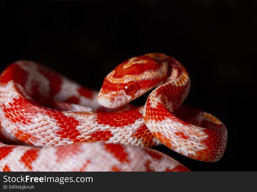 Close view of a beautiful red corn snake.