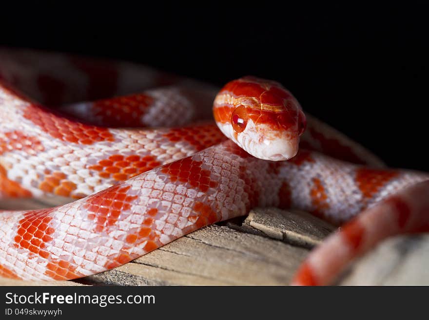 Close view of a beautiful red corn snake.