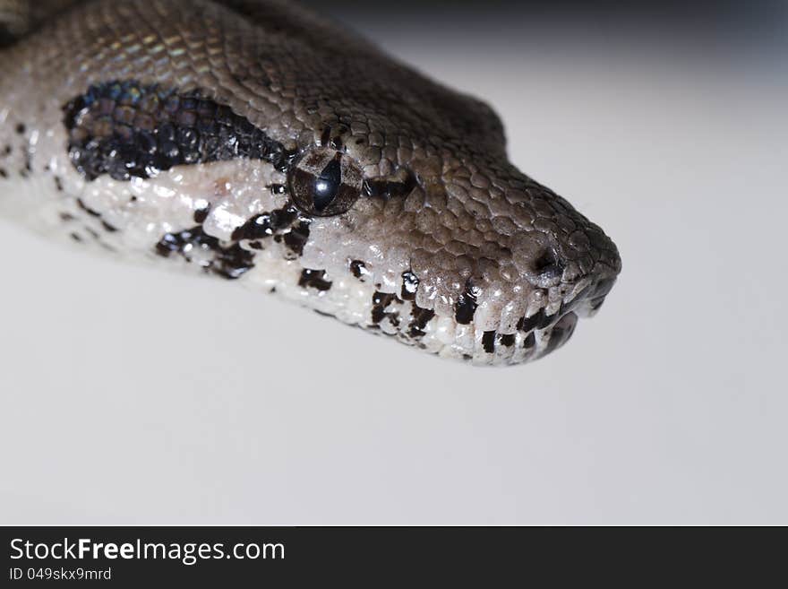 Close view of a beautiful head of a boa constrictor snake. Close view of a beautiful head of a boa constrictor snake.