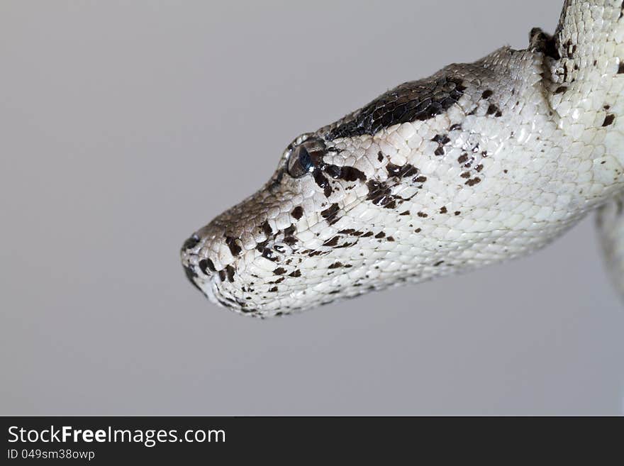 Close view of a beautiful head of a boa constrictor snake. Close view of a beautiful head of a boa constrictor snake.