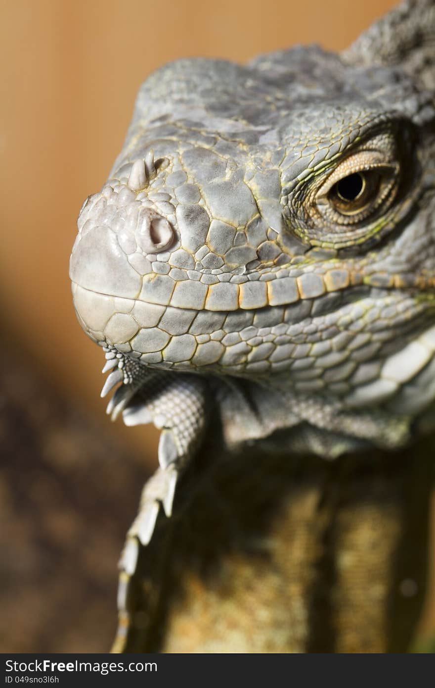 Iguana lizard