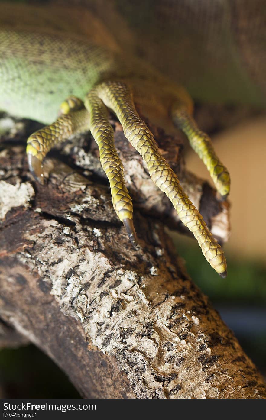 Iguana lizard claw