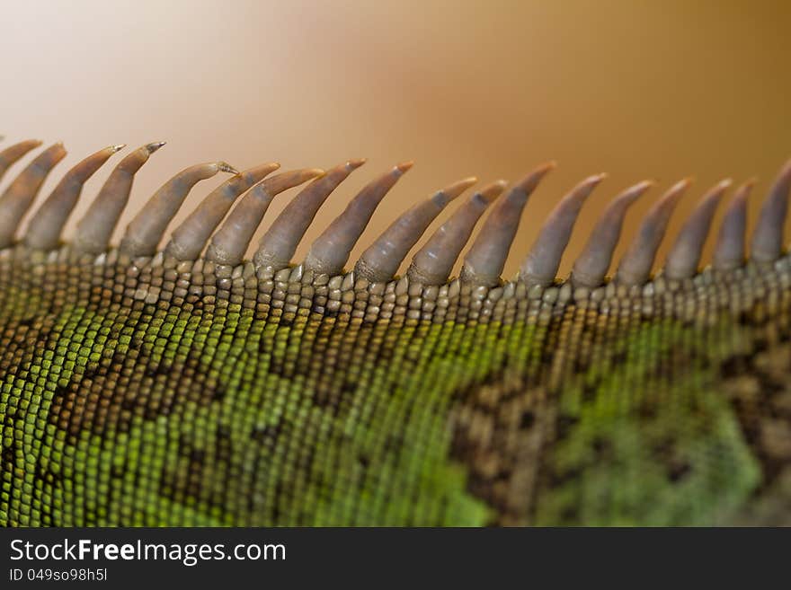 Iguana spiked back