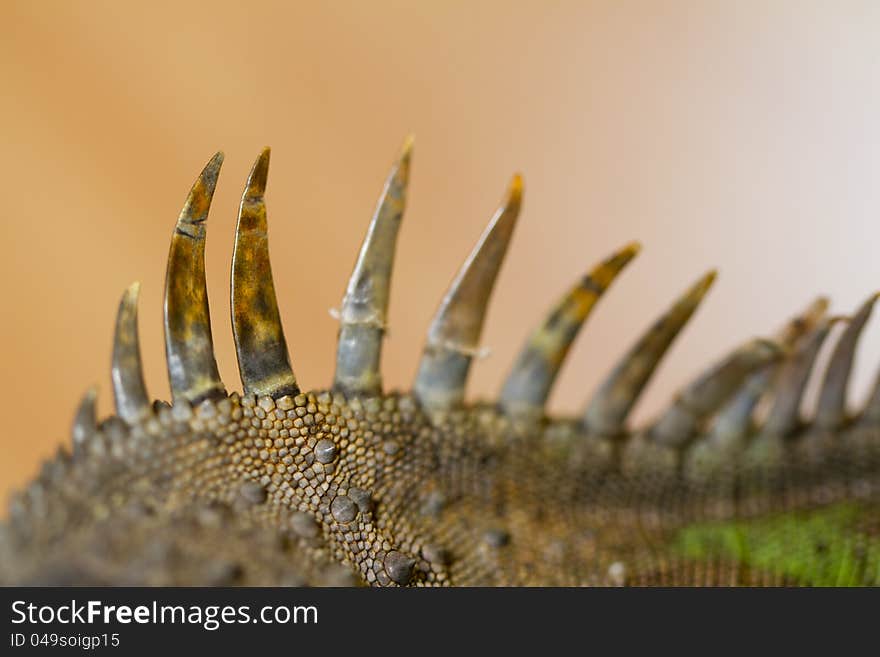 Iguana spiked back