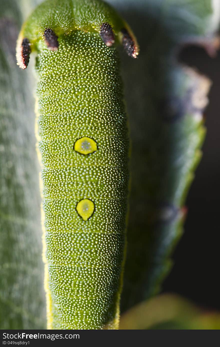 Close view of Arbutus Unedo caterpillar, Foxy Emperor (Charaxes jasius). Close view of Arbutus Unedo caterpillar, Foxy Emperor (Charaxes jasius).