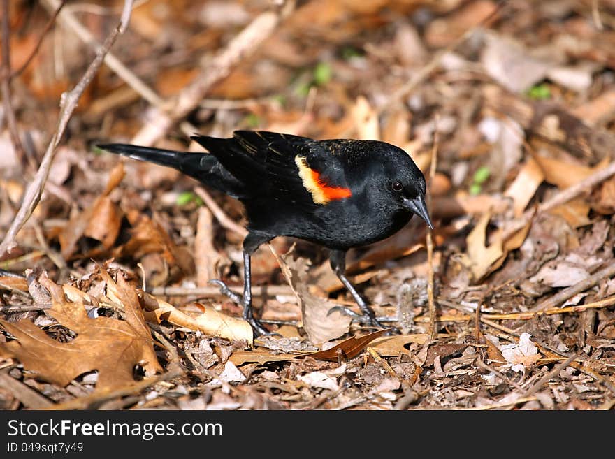 Red-winged Blackbird Agelaius phoeniceus male looking for food. Red-winged Blackbird Agelaius phoeniceus male looking for food