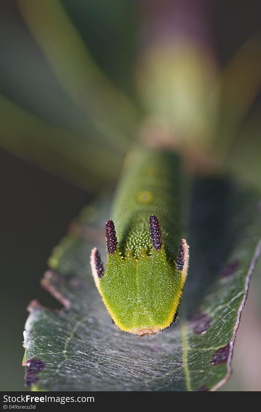 Close view of Arbutus Unedo caterpillar, Foxy Emperor (Charaxes jasius). Close view of Arbutus Unedo caterpillar, Foxy Emperor (Charaxes jasius).