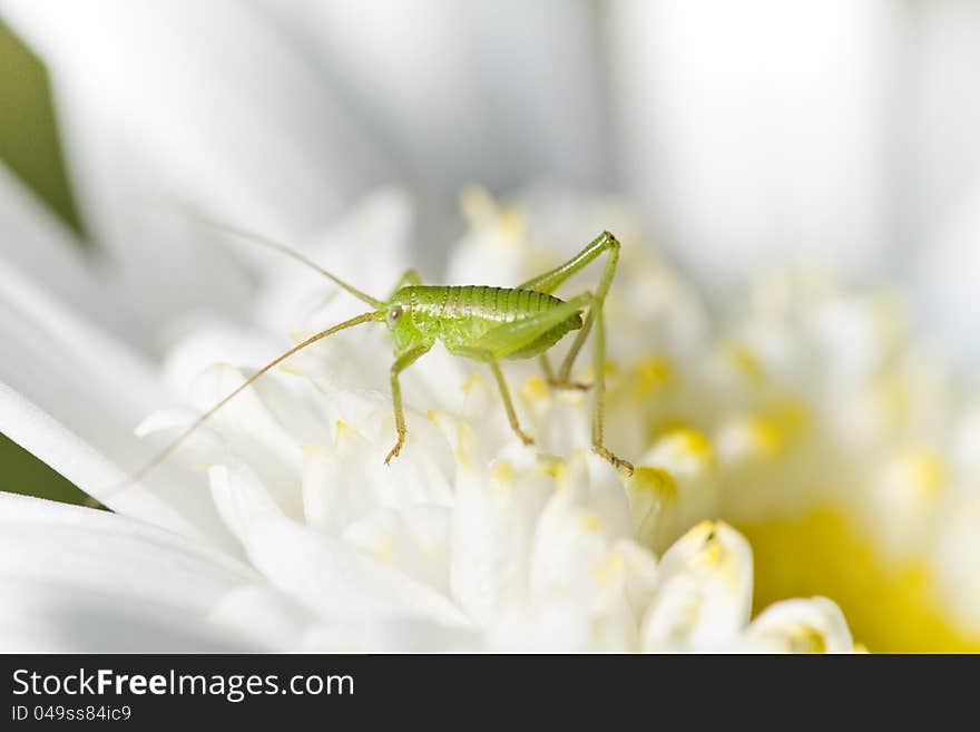 Close up view of a Katydid (Odontura glabricauda) grasshopper. Close up view of a Katydid (Odontura glabricauda) grasshopper.