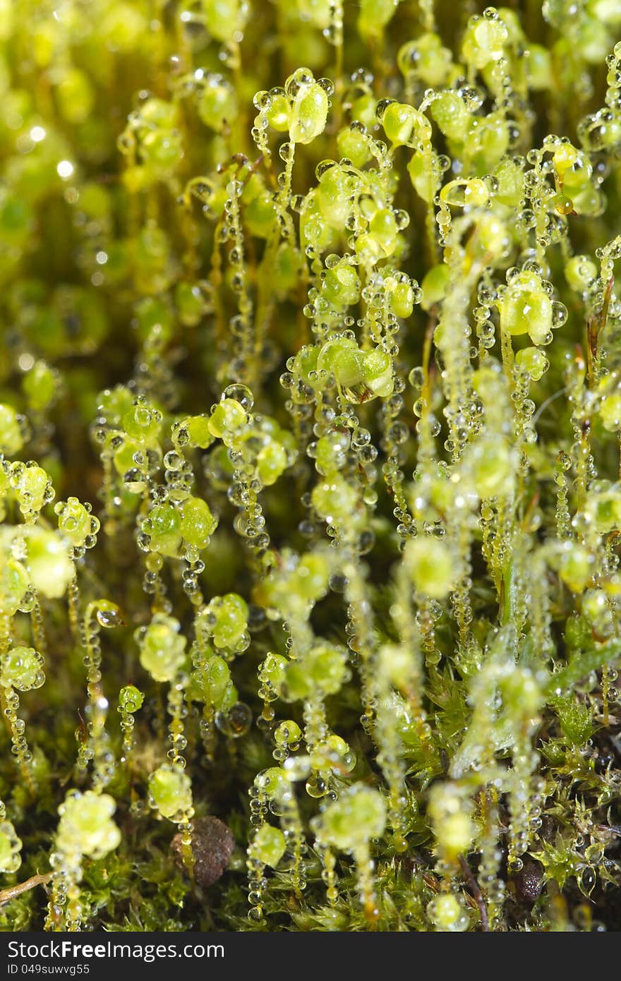 Close up view of forest moss in the early morning. Close up view of forest moss in the early morning.