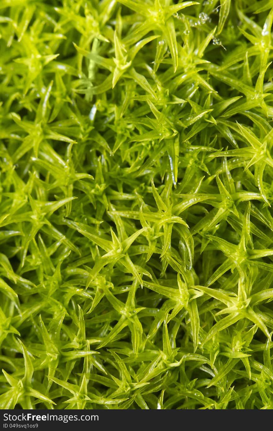 Close up view of the forest ground filled with moss plants.