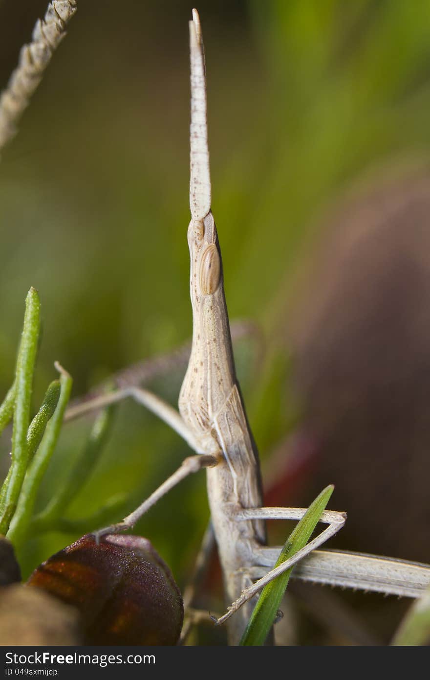 Weird grasshoppper