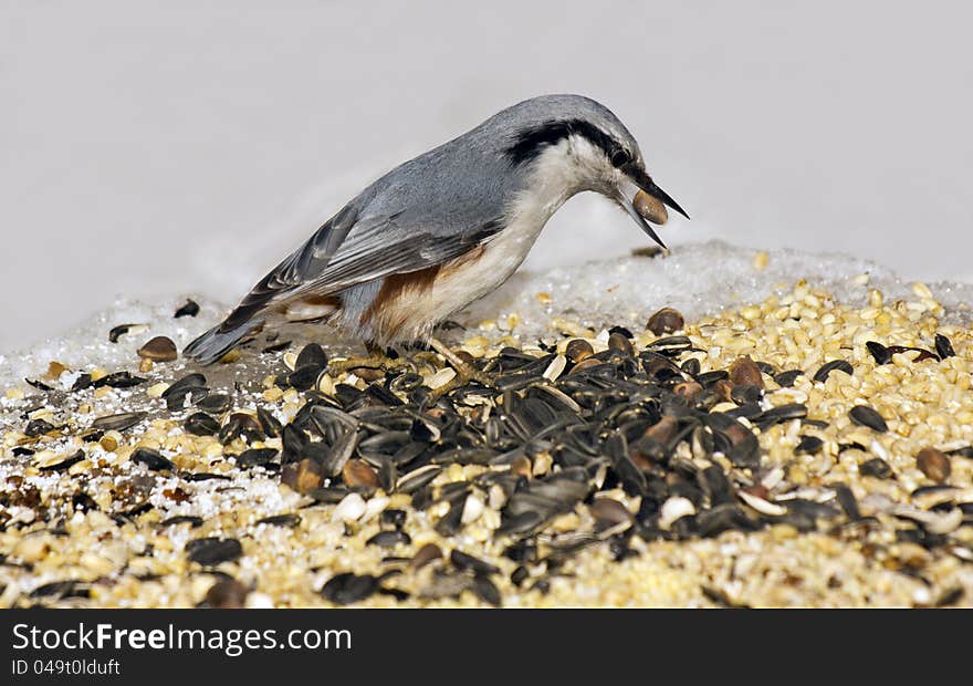 Nutcracker on the bird's feeding trough. Nutcracker on the bird's feeding trough.