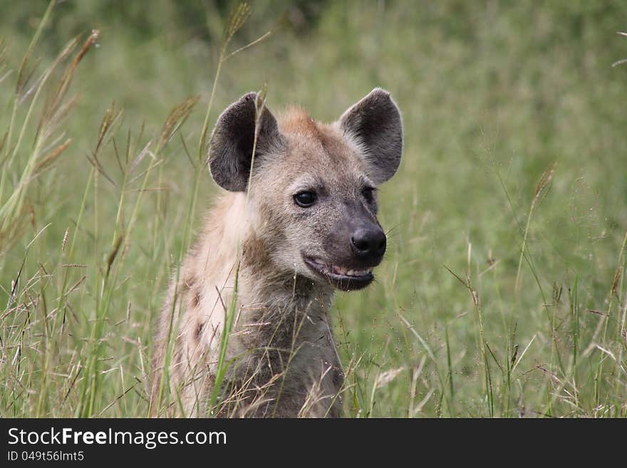 Curious Hyena