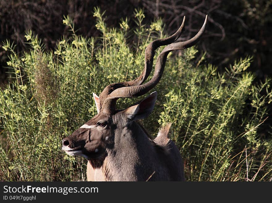 Kudu Bull in the Kruger NP