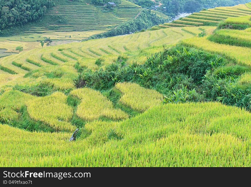 Rice terraces in the mountains