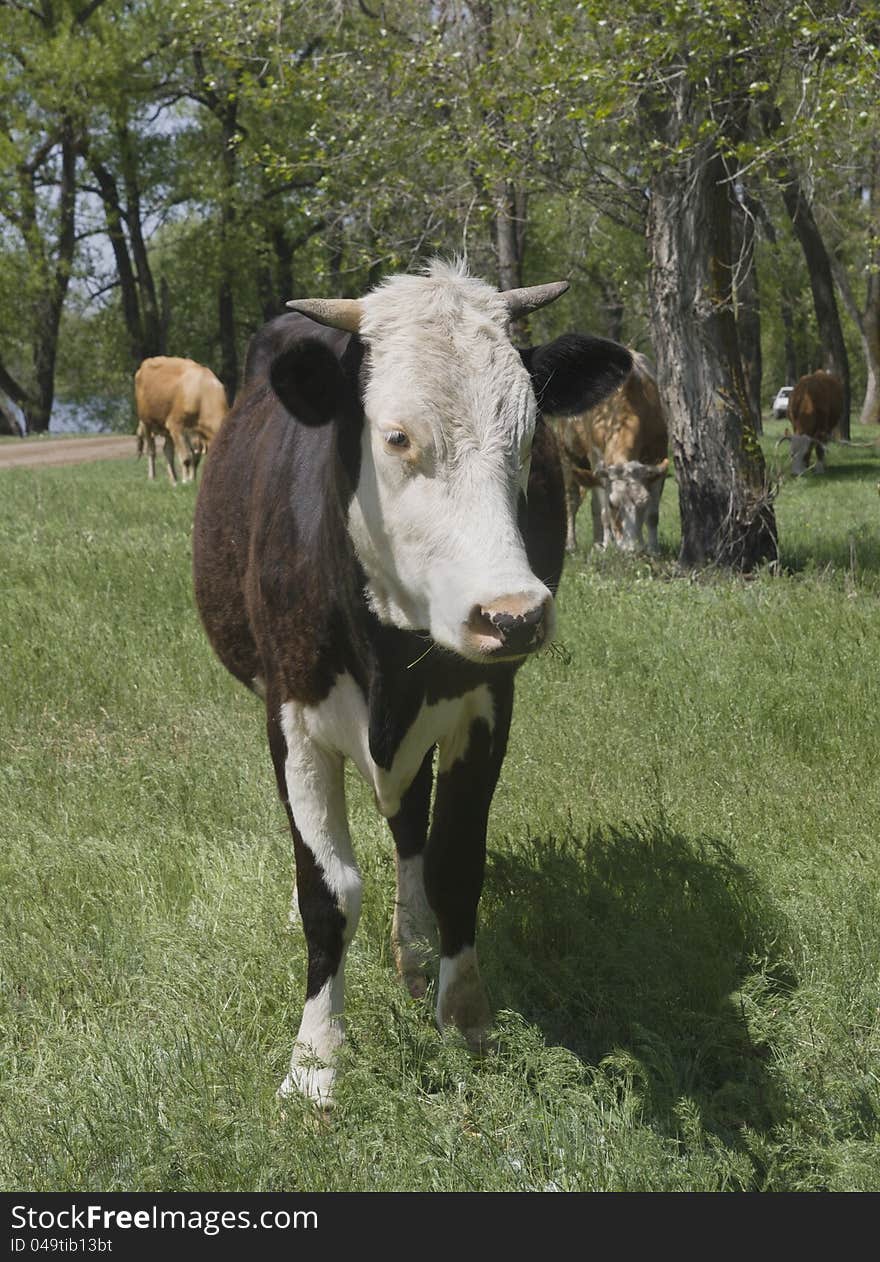 Range-fed cow grazing in a forest in spring. Range-fed cow grazing in a forest in spring