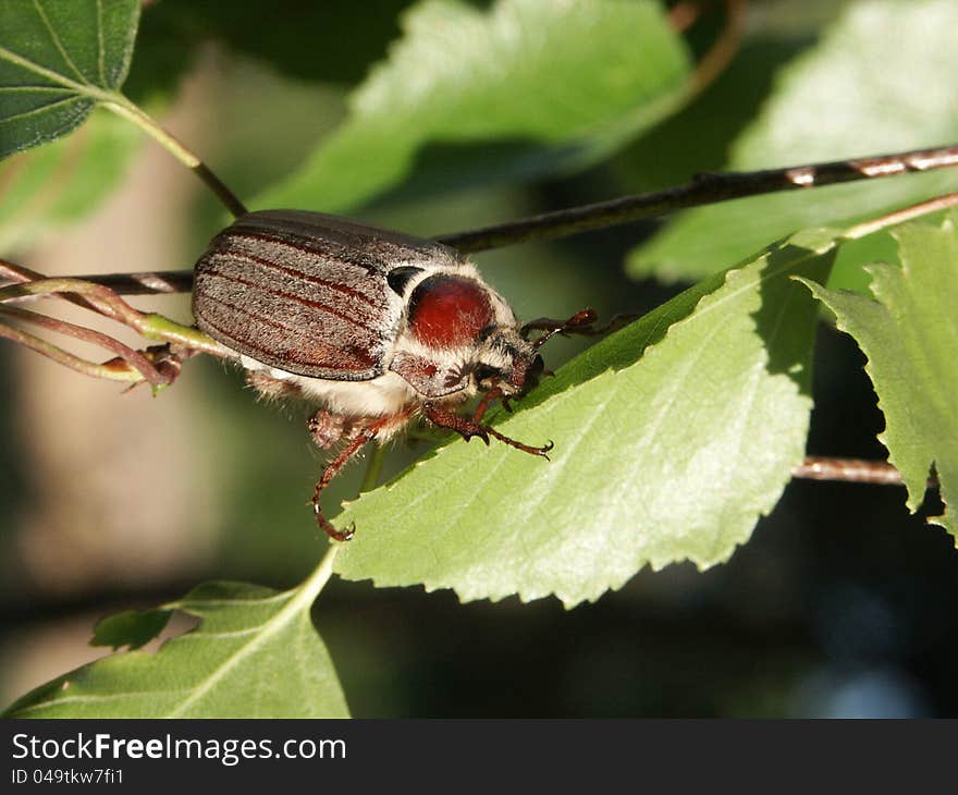 Cockchafer