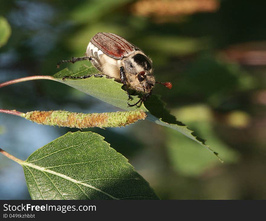 Cockchafer