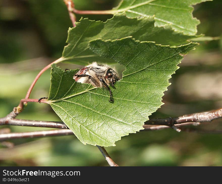 Cockchafer