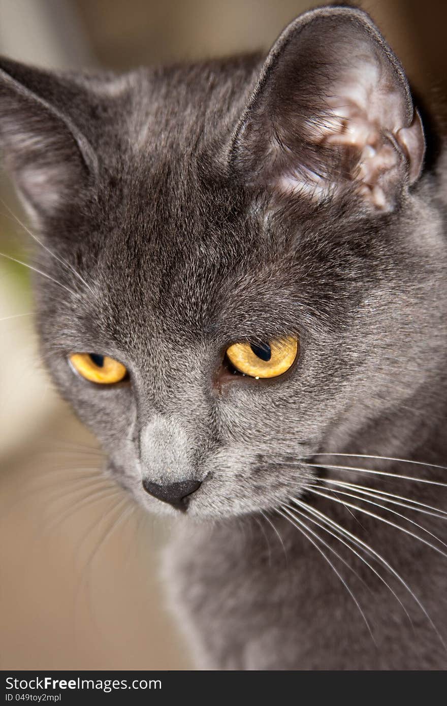 Gray cat up close and personal. Gray cat up close and personal