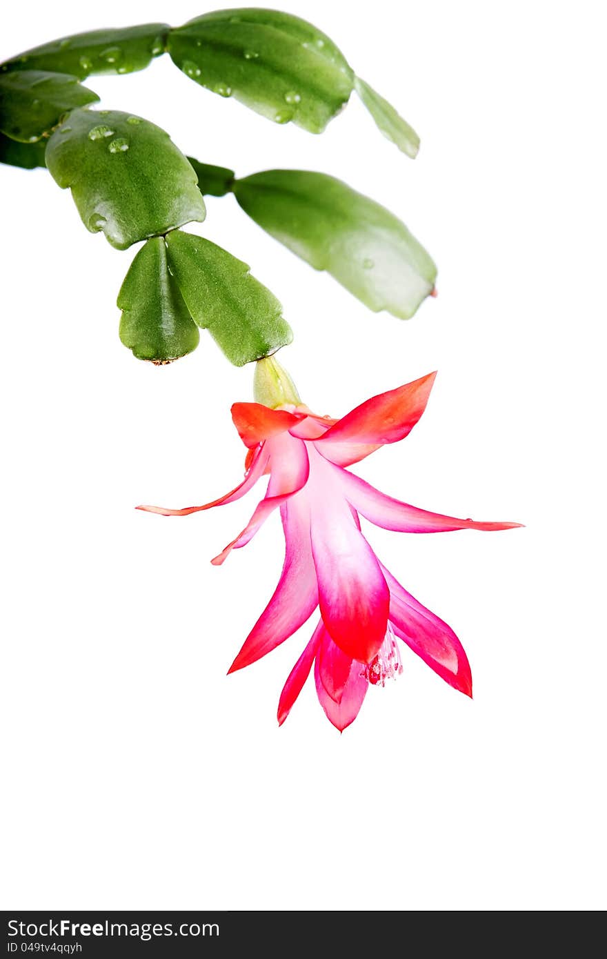 Houseplant - a zygocactus, on a white background