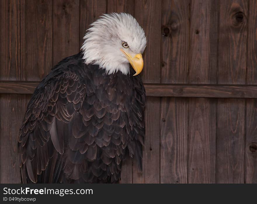 Bald eagle looking down against brown wooden background. Bald eagle looking down against brown wooden background