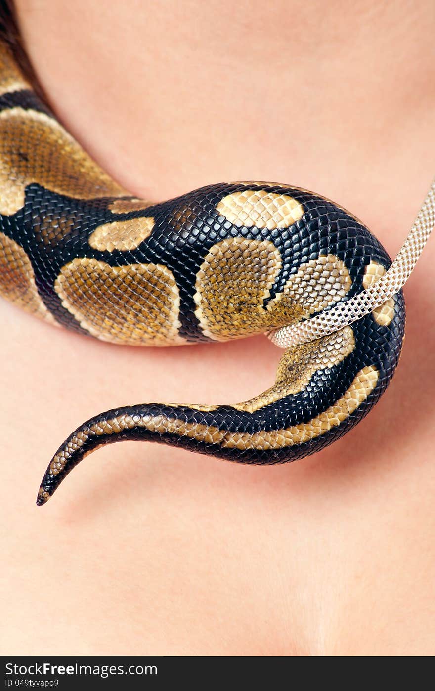 Small Python And Necklace