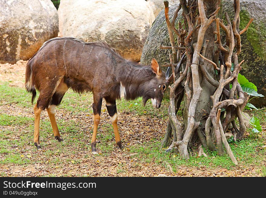 Lechwe Practising Its Horns