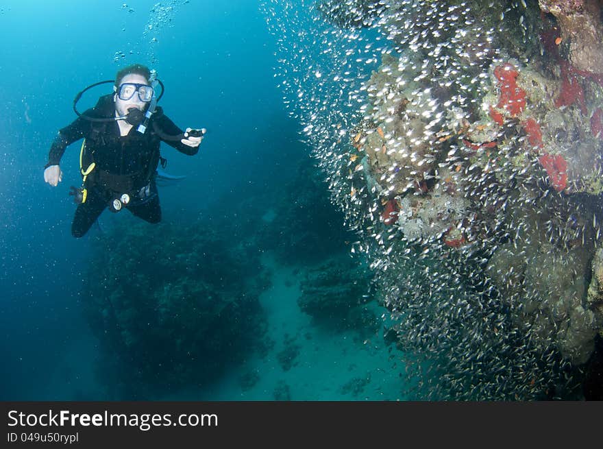 Scuba diver looks at glass fish