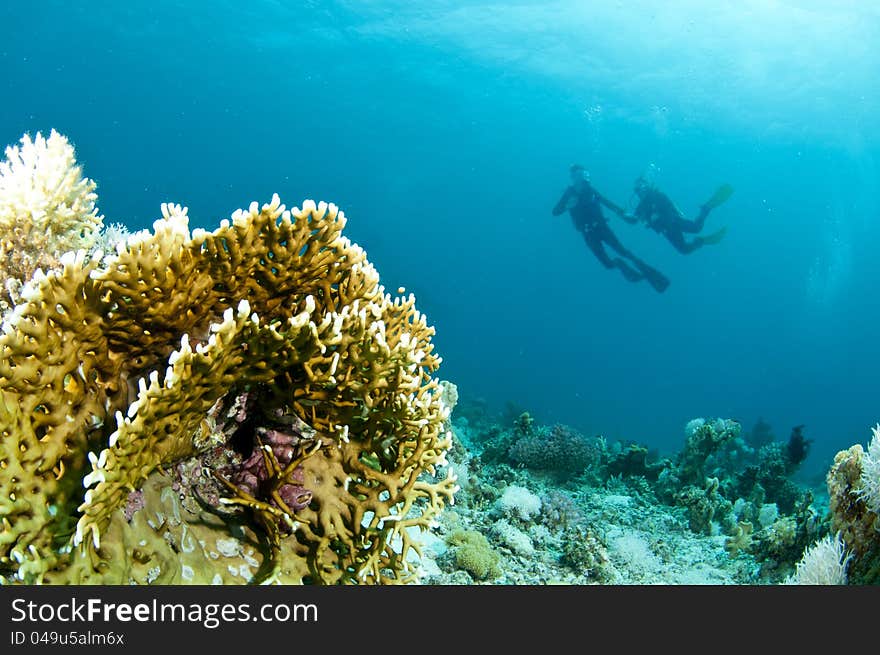 Scuba divers swims over coral reef