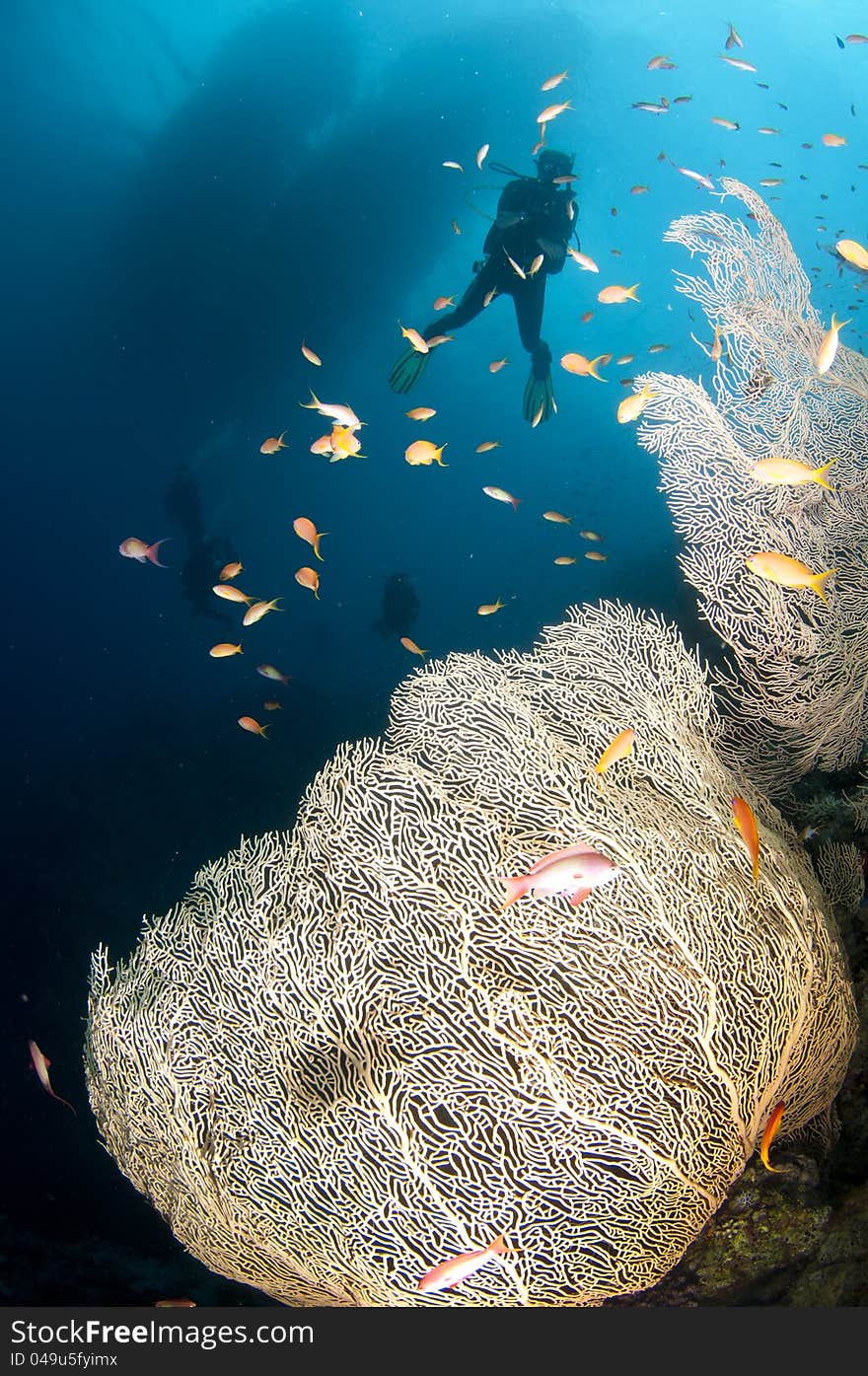 Scuba divers swim under boat with fan coral