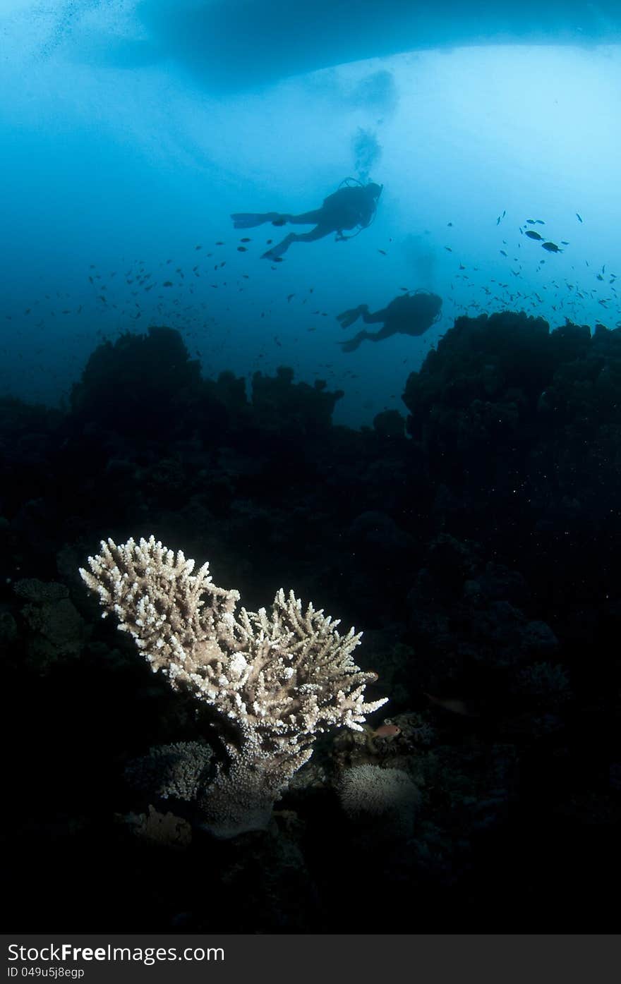 Coral and scuba diver