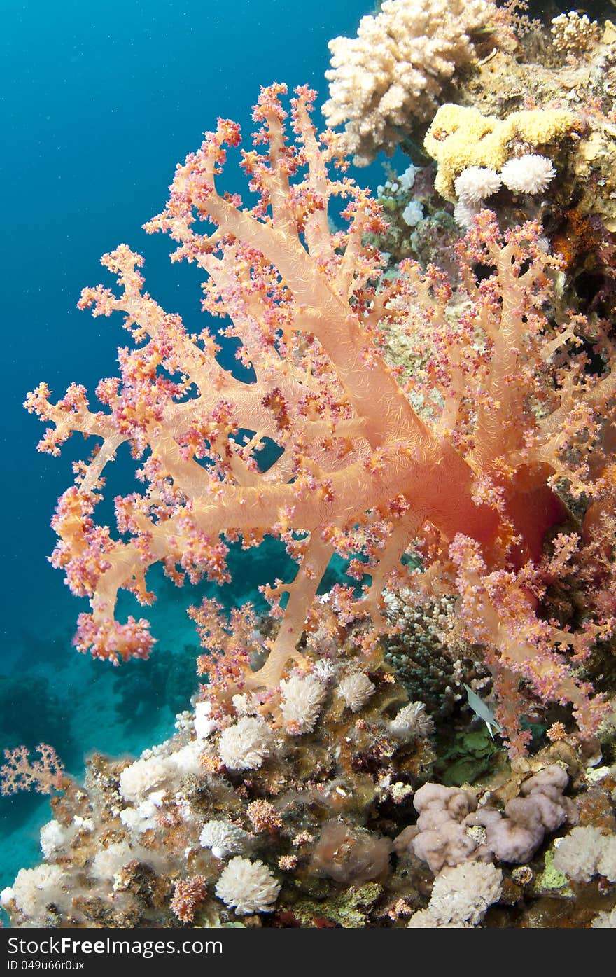 Red Soft Coral