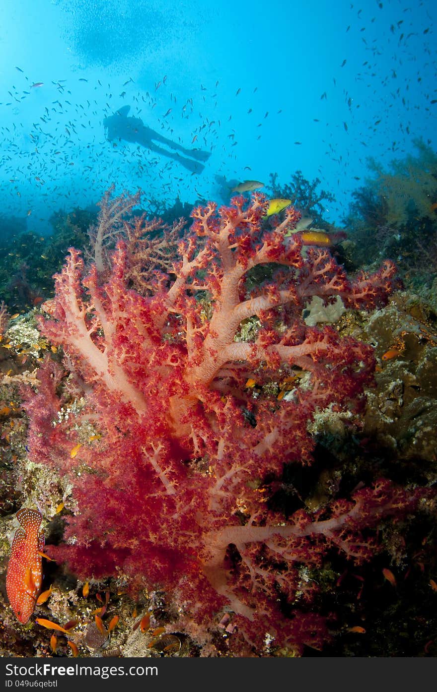 Scuba diver and colorfull soft coral