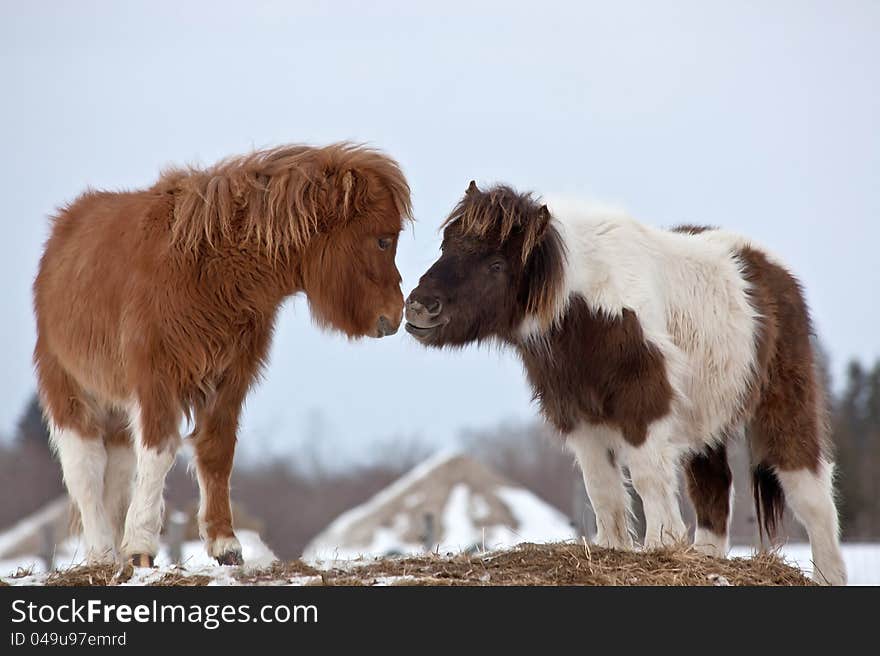 A pair of miniature horses on a hill. A pair of miniature horses on a hill