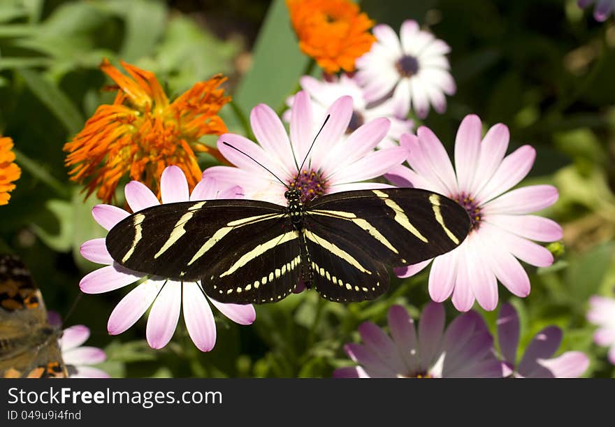 A Zebra Longwing Butterfly lands for a snack. A Zebra Longwing Butterfly lands for a snack