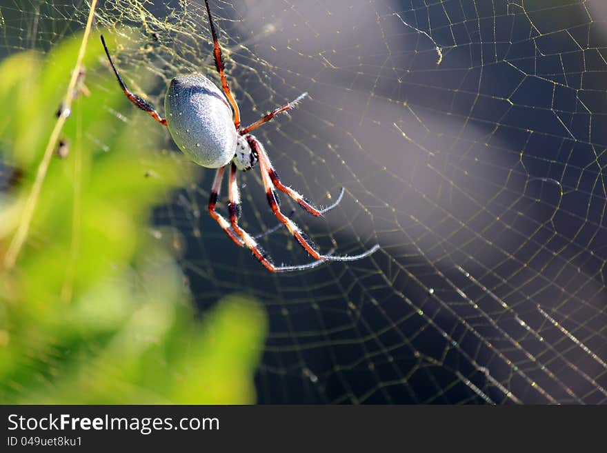 A large golden orb spider spins a web in a rose garden to trap bees and other flying insects for food. It weaves an intricate web across the bushes.