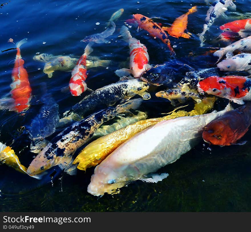 Colorful ornamental koi fish in pond