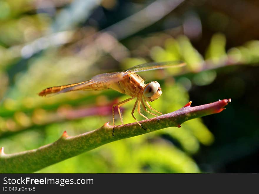 Dragonfly