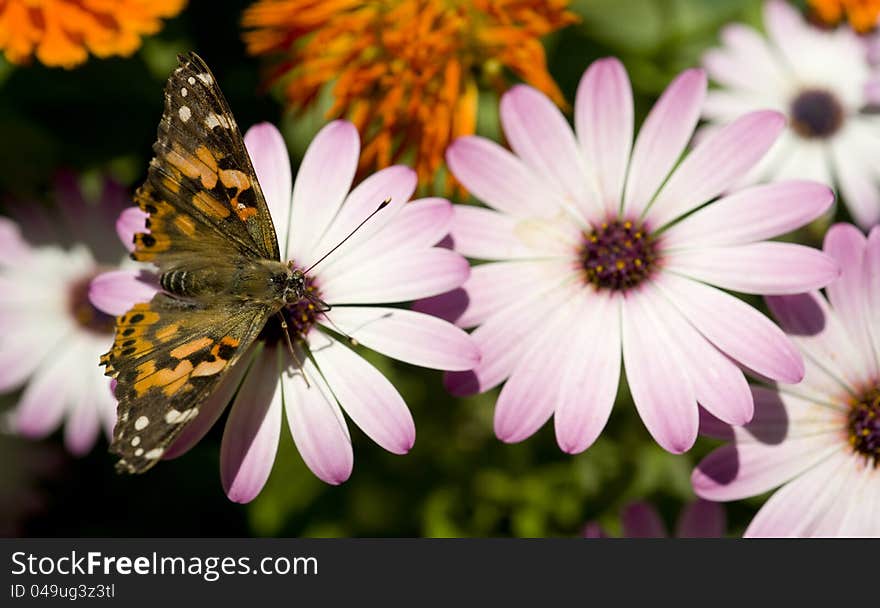 A Painted Lady Butterfly lands on a garden flower. A Painted Lady Butterfly lands on a garden flower