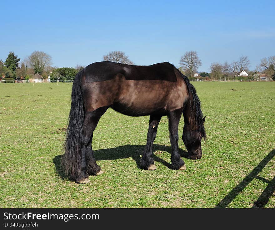 Bay Horse with shaved coat in an english meadow. Bay Horse with shaved coat in an english meadow