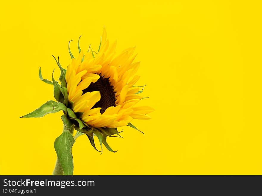 A sunflower on a yellow background - sunflowers are said to symolise adoration, loyalty, hope, power and warmth. A sunflower on a yellow background - sunflowers are said to symolise adoration, loyalty, hope, power and warmth.