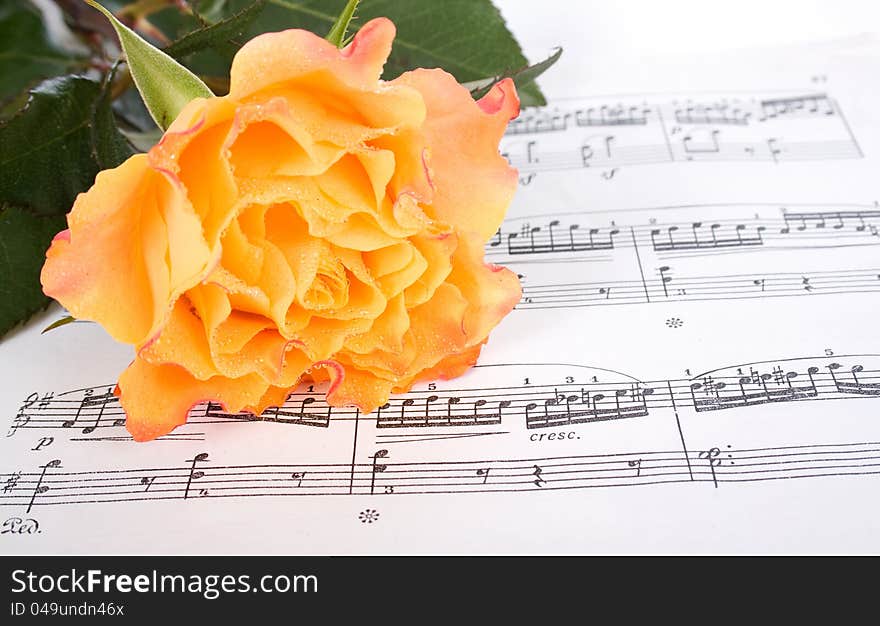 Beautiful yellow rose on the notes after the wedding. Beautiful yellow rose on the notes after the wedding